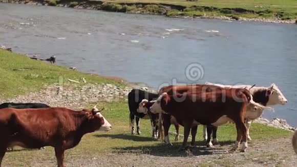 奶牛在河上奶牛从河里喝水奶牛喝水视频的预览图