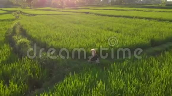 日出日落时分一个小男孩在一片奇妙的稻田上冥想视频的预览图
