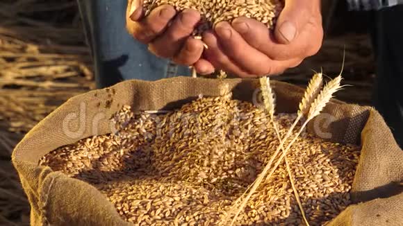 商人评价田间小麦的品质农民手中的熟麦农业概念视频的预览图