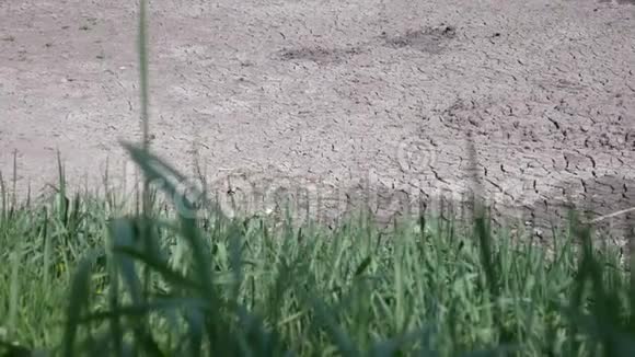 干旱干裂纹土壤前景绿草如茵视频的预览图