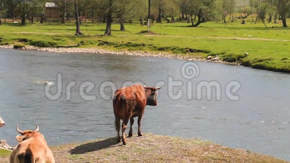 奶牛在河上奶牛从河里喝水奶牛喝水视频的预览图