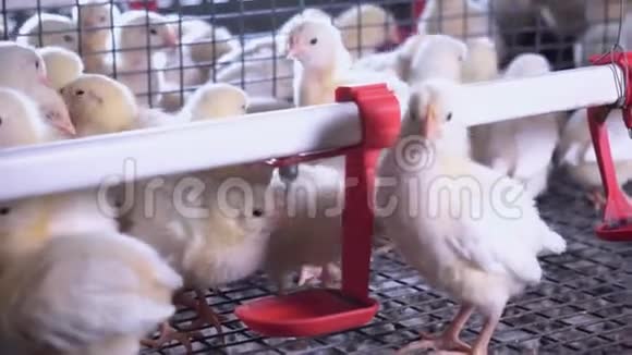 详细说明家禽农场小母鸡视频的预览图
