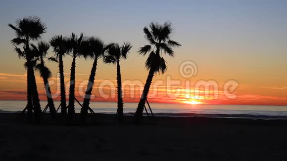 日出的海洋棕榈树的轮廓视频的预览图