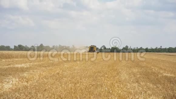 黄色结合收割麦田前面板上的麦穗在收割机逼近的背景下视频的预览图