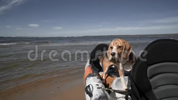 一只美丽的比格犬站在停泊在岸边的皮艇里夏日阳光明媚前景慢动作高清高清视频的预览图