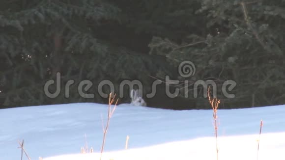 雪地里的雪兔视频的预览图