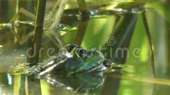 绿色青蛙在水中等待和潜水剖面视图视频的预览图