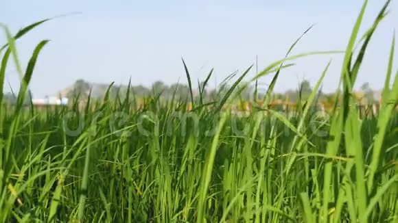 用阳光把稻田里的水稻种好视频的预览图