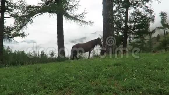 马在雾蒙蒙的山峦背景和林景俄罗斯阿尔泰山视频的预览图
