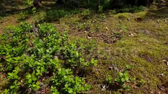 夏日的自然景观一览无遗森林景观以绿树灌木植物为主瑞典视频的预览图