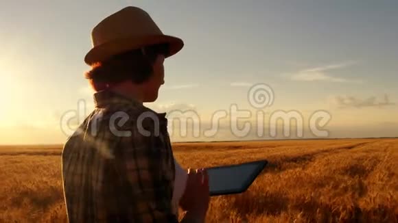 夕阳背景下麦田里穿格子衬衫的年轻女农民女孩用平板电脑计划收获通告视频的预览图