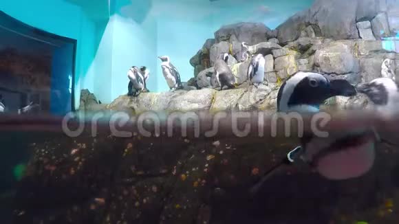 企鹅Ashore和游泳视频的预览图