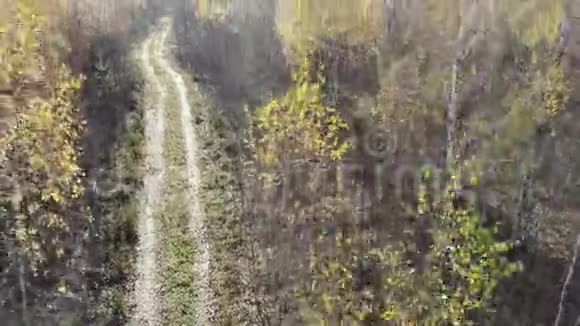 在秋天的黄色森林里在乡间小路旁在树林里飞过黄色空中拍摄视频的预览图