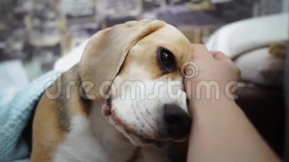 主人手抚摸狗快乐狗舔的特写主人喜欢宠物小狗舔人类和动物的友谊视频的预览图