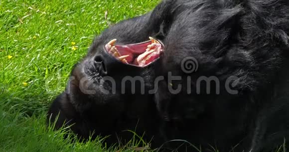 东部低地大猩猩大猩猩银背雄性躺在草地上打哈欠慢动作视频的预览图