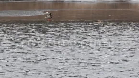 寒冷的秋天森林河上的野鸭视频的预览图