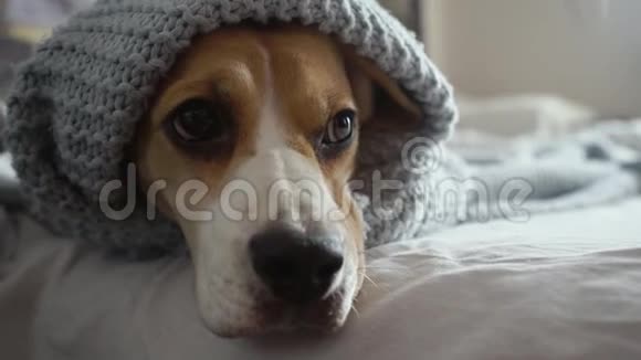 可爱的小猎犬悲伤的眼睛躺在床上的蓝色毯子下眨着眼睛准备睡觉高清高清视频的预览图