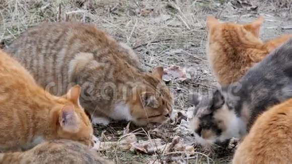 成群的流浪红猫吃剩饭视频的预览图