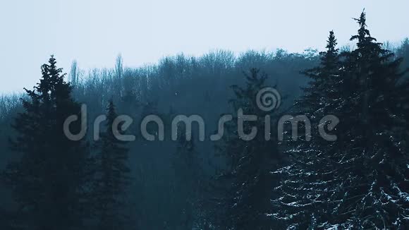 黑黑的傍晚森林的景色上面覆盖着厚厚的雪视频的预览图