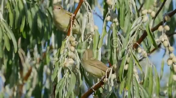 鸟花园WarblerSylviaBorin坐在灌木丛的树枝上吃野生浆果视频的预览图