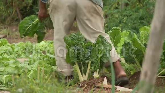 玻利维亚当地农民采摘农场蔬菜视频的预览图