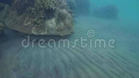 海葵在透明海面下的珊瑚礁上游泳靠近在海水中游泳的小丑鱼视频的预览图