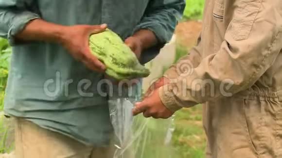 在塑料袋里装甜瓜玻利维亚视频的预览图