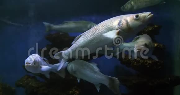 鲈鱼鲈鱼拉布拉多鱼团体游泳慢动作视频的预览图