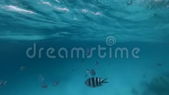 近水面的黑白鱼视频的预览图