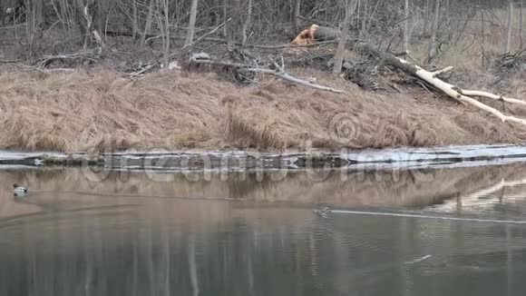寒冷的秋天森林河上的野鸭视频的预览图