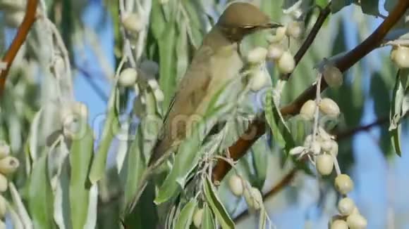 鸟花园WarblerSylviaBorin坐在灌木丛的树枝上吃野生浆果视频的预览图