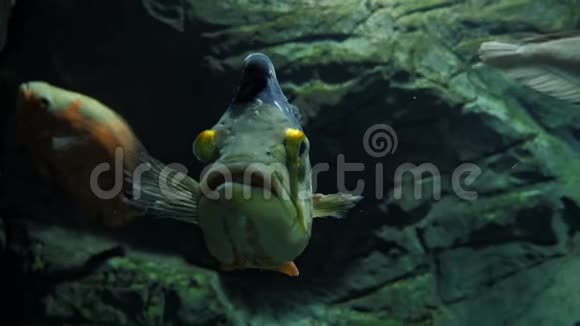 水族馆或河流中的鱼孔雀鲈鱼视频的预览图