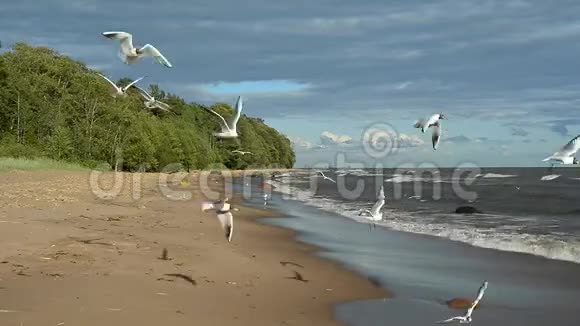 海鸥飞过海面视频的预览图
