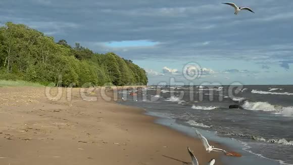 海鸥飞过海面视频的预览图
