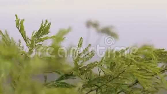 植物的绿色枝干在风中摇曳绿树枝在背景山谷中随风移动视频的预览图