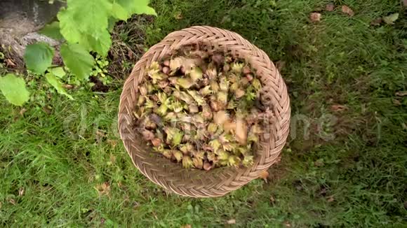 农民采摘榛子的手榛子收获在篮子里摘榛子视频的预览图