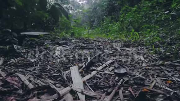 在亚洲热带雨林中爬行的巨型千足虫关闭热带蜈蚣在野生丛林森林野生昆虫视频的预览图
