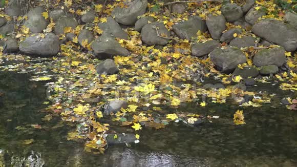 小河和秋叶视频的预览图