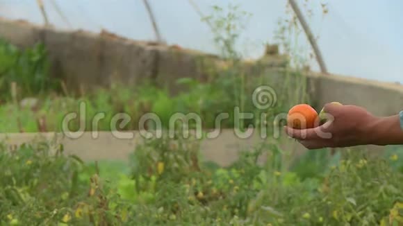 玻利维亚种植温室番茄的农民视频的预览图