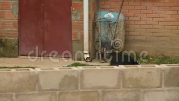 在玻利维亚的一个乡间别墅里养了一只黑狗视频的预览图