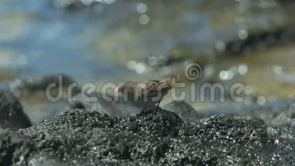 圣克鲁斯岛和加拉拉戈斯群岛的中型地面雀鸟视频的预览图