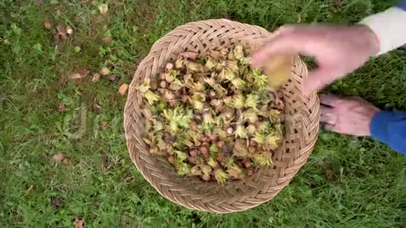 农民采摘榛子的手榛子收获在篮子里摘榛子视频的预览图