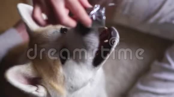 秋田英狗试图用牙齿缓慢地抓住一个小玩具视频的预览图