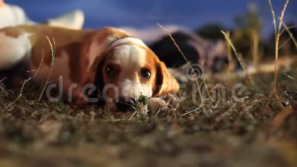 小猎犬躺在草地上视频的预览图