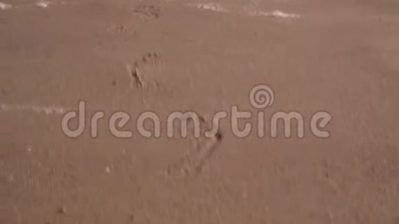 镜头沿着海滩潮湿的沙滩上的脚印移动视频的预览图