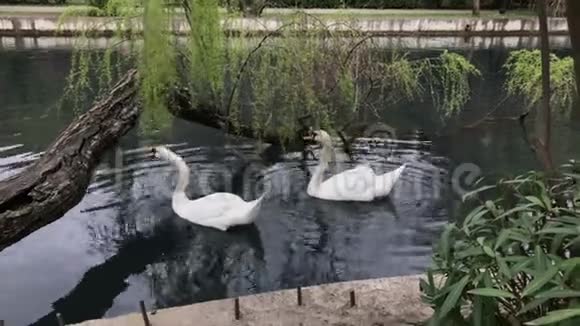 公园里有两只漂亮的天鹅视频的预览图