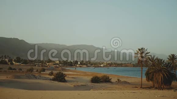 全景观沙滩和碧海埃及慢动作海边的棕榈树视频的预览图