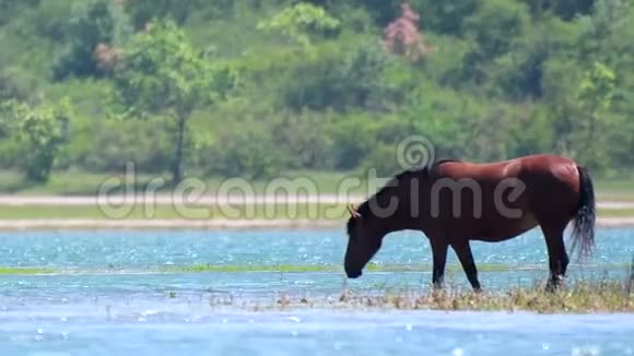 栗色的马在一个大湖的岸边吃草视频的预览图