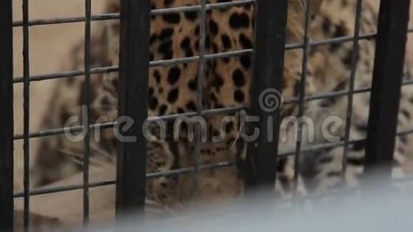笼子里的豹视频的预览图