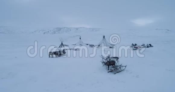 在西伯利亚冻土带中间夹着雪橇的驯鹿们在蒙古包的无人机旁拍摄视频视频的预览图